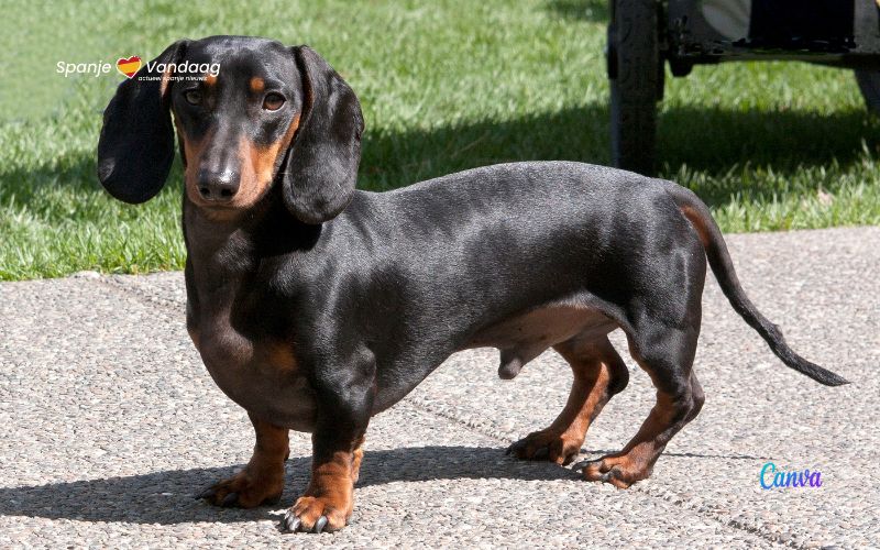 Germany wants to ban dachshunds, but what does it look like in Spain?