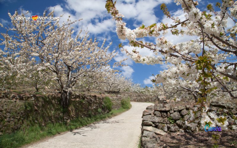 Meer dan anderhalf miljoen kersenbomen beginnen te bloeien in de Vallei van Jerte