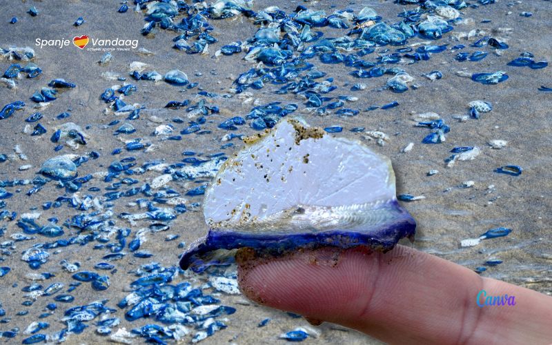 Stranden Costa Dorada zijn overspoeld door duizenden kwallen