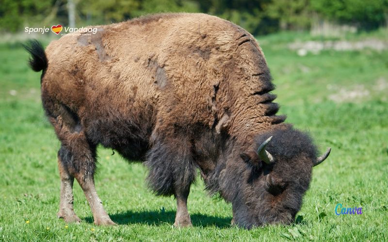 18 bizons in Castilla-La Mancha verbeteren grond en voorkomen bosbranden
