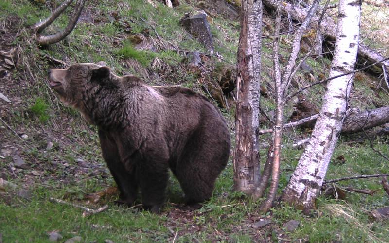 Beruchte bruine beer Goiat is dood verklaard in de Pyreneeën