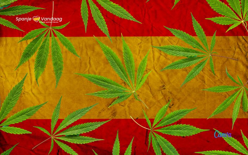 Duitsland is derde EU-land dat cannabis legaliseert, maar hoe is dat in Spanje?