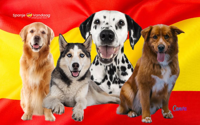 Het belang van raszuivere honden voor dierenwelzijn in Spanje