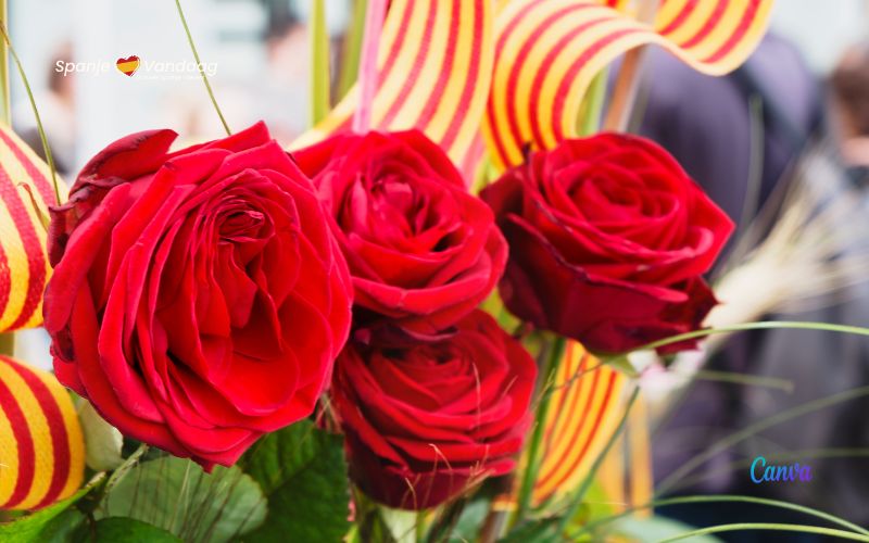 Er zijn steeds minder echte Catalaanse rozen te vinden tijdens Sant Jordi