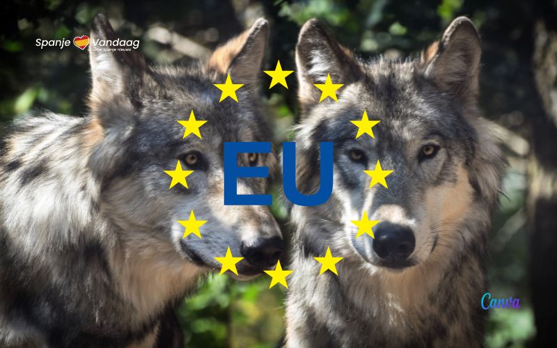 Spaanse regio's met de hoogste wolvenpopulatie vragen de EU om minder bescherming