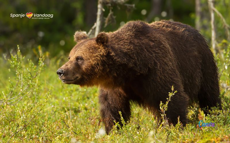 Voor het eerst een bruine beer gezien nabij skipistes Formigal in de Pyreneeën