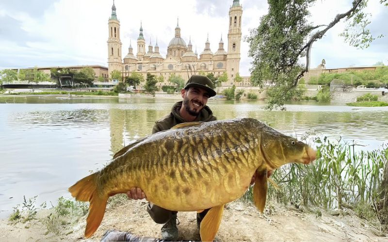 Enorme 20 kilo zware karper vis gevangen in de Ebro-rivier in Zaragoza
