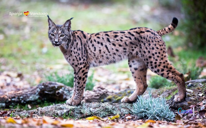 De comeback van de Iberische lynx in Spanje