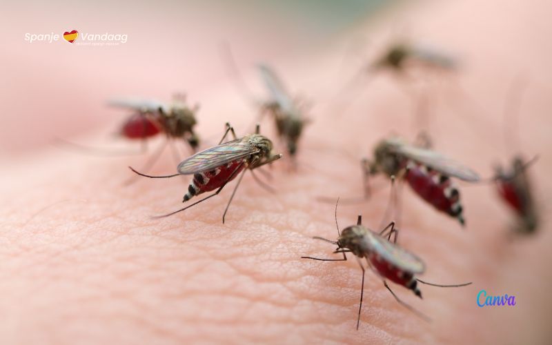 Grave minaccia di zanzare quest’estate in Spagna