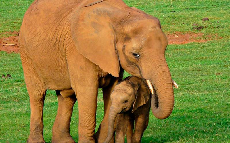 Het is niet in Namibië of Botswana, maar in Spanje dat de snelst groeiende olifantenfamilie leeft