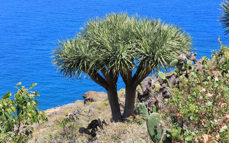 De 10 meest bedreigde plantensoorten in Spanje