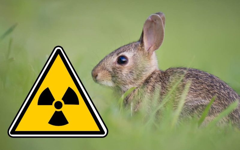 Spanje moet zoeken naar radioactieve konijnen in Almería