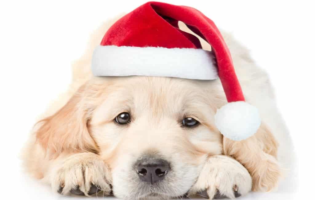 Kerstmis komt eraan dus pas op met aanschaffen van huisdier via internet in Spanje
