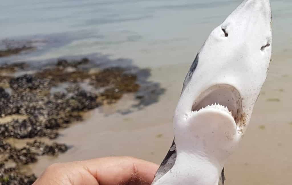 Het mysterie van de blauwe haaien voor de Spaanse kust in Galicië