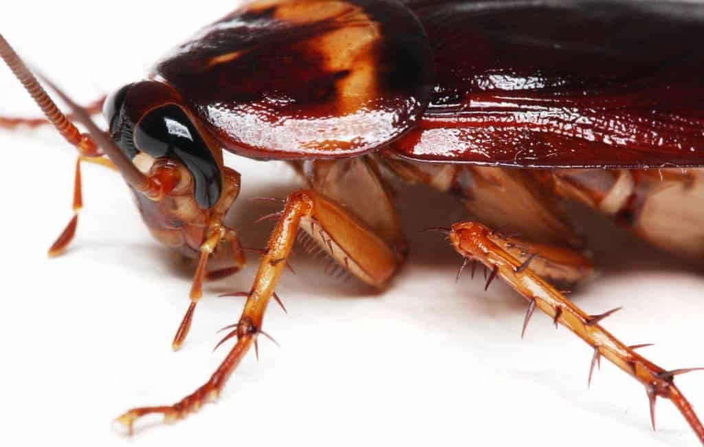 De meest voorkomende kakkerlakken in Spanje