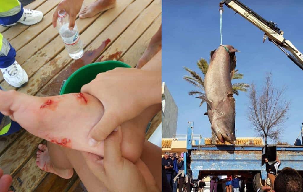 Bijtende vissen bij Alicante en dode haai bij Ibiza