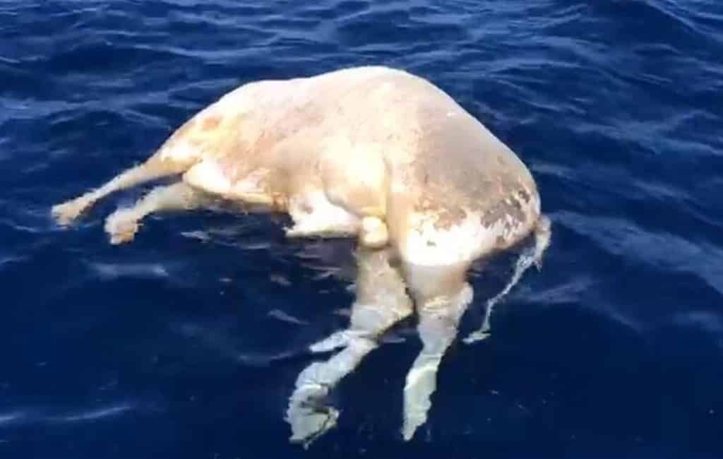 Dode stieren op Canarische stranden mysterie is opgelost