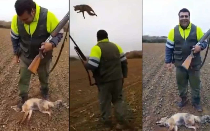 4.000 euro boete voor jager die vos heeft gemarteld en gedood in Huesca