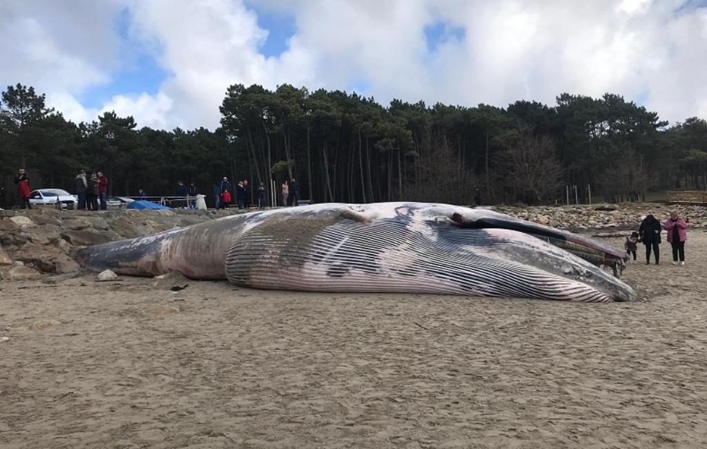 18 meter lange dode walvis gevonden op strand Galicië