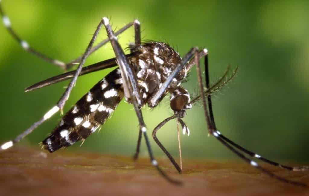 Kans op dengue en zika via muggen na overstromingen Alicante