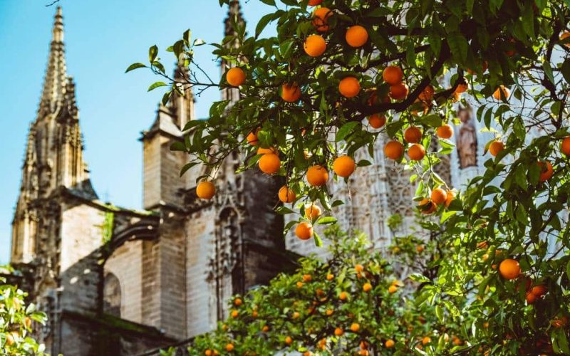 Sinaasappels leveren elektriciteit in Sevilla