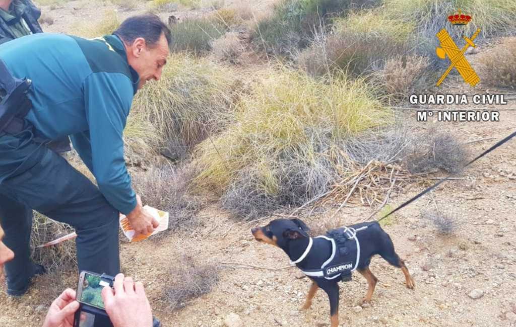 Hond en vier wilde zwijnen uit een put gered in Almería