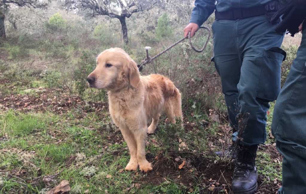 Hond na twee maanden levend uit put gehaald in Córdoba