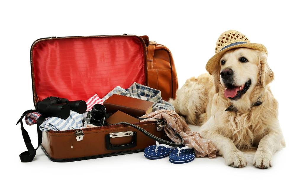 Met huisdieren naar Spanje reizen