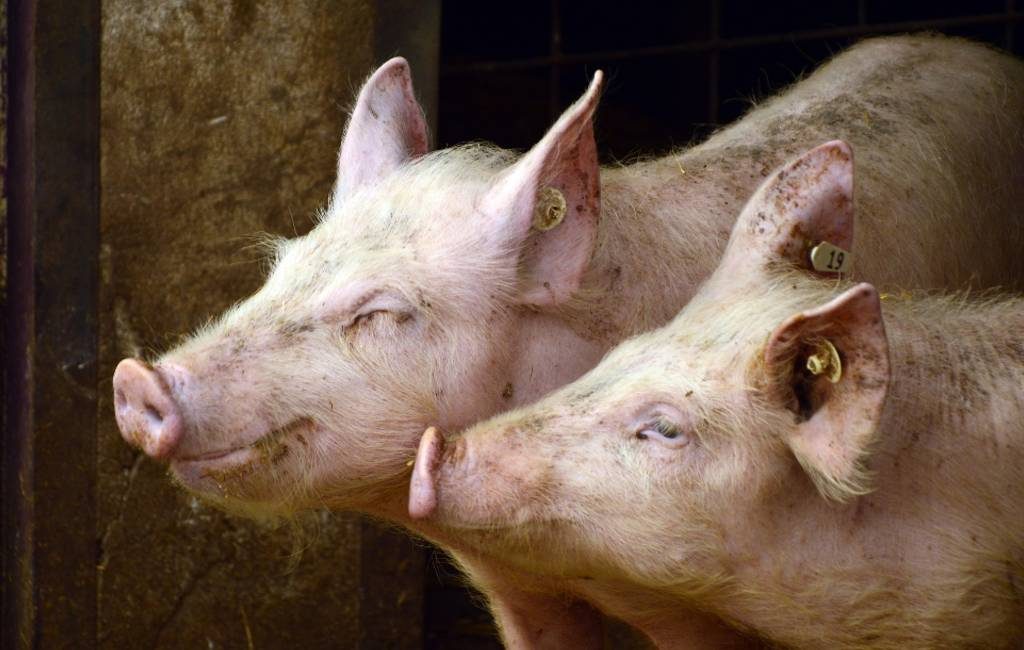 Subsidies stoppende Nederlandse varkenshouders goed voor Spanje