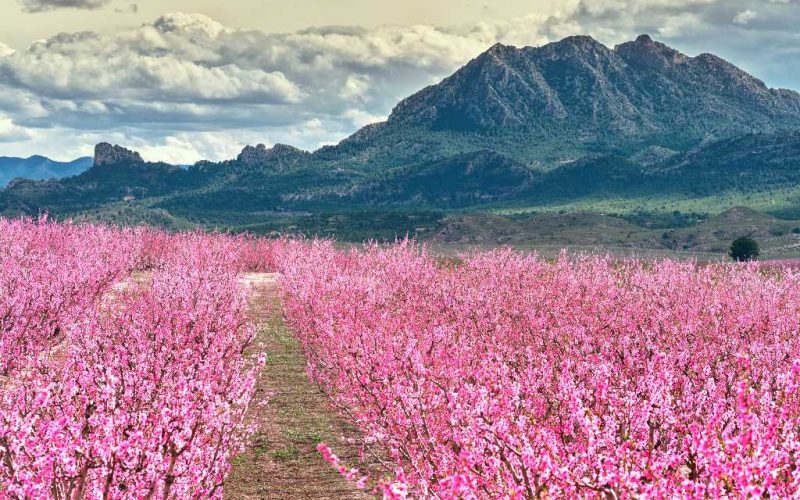 ‘Floración de Cieza’ in Murcia is een bloeiend perzikbomen feest
