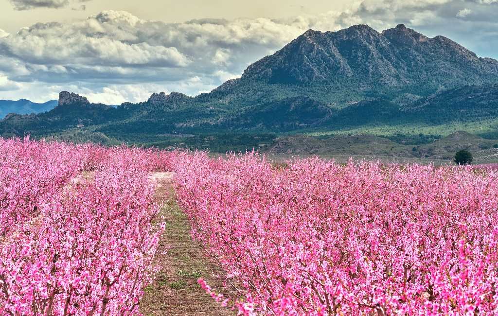 ‘Floración de Cieza’ in Murcia is een bloeiend perzikbomen feest