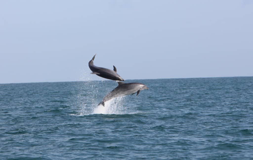 Honderden dolfijnen gespot voor de kust van Denia