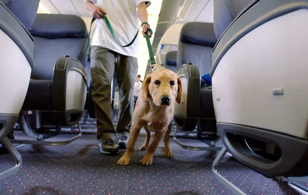 KLM weigert in Bilbao passagier met geleidehond mee te nemen