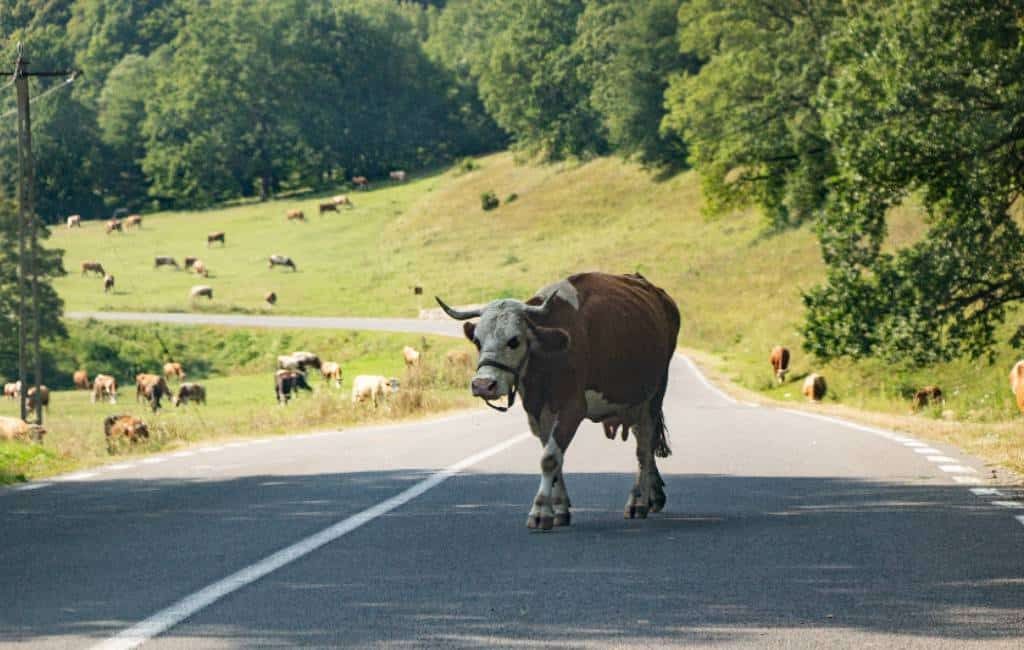 Overreden door eigen auto bij wegjagen van koe in Cantabrië