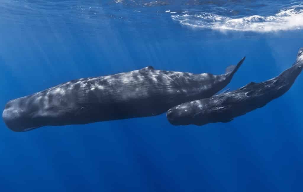 Walvissen en dolfijnen voor de Catalaanse kust op video