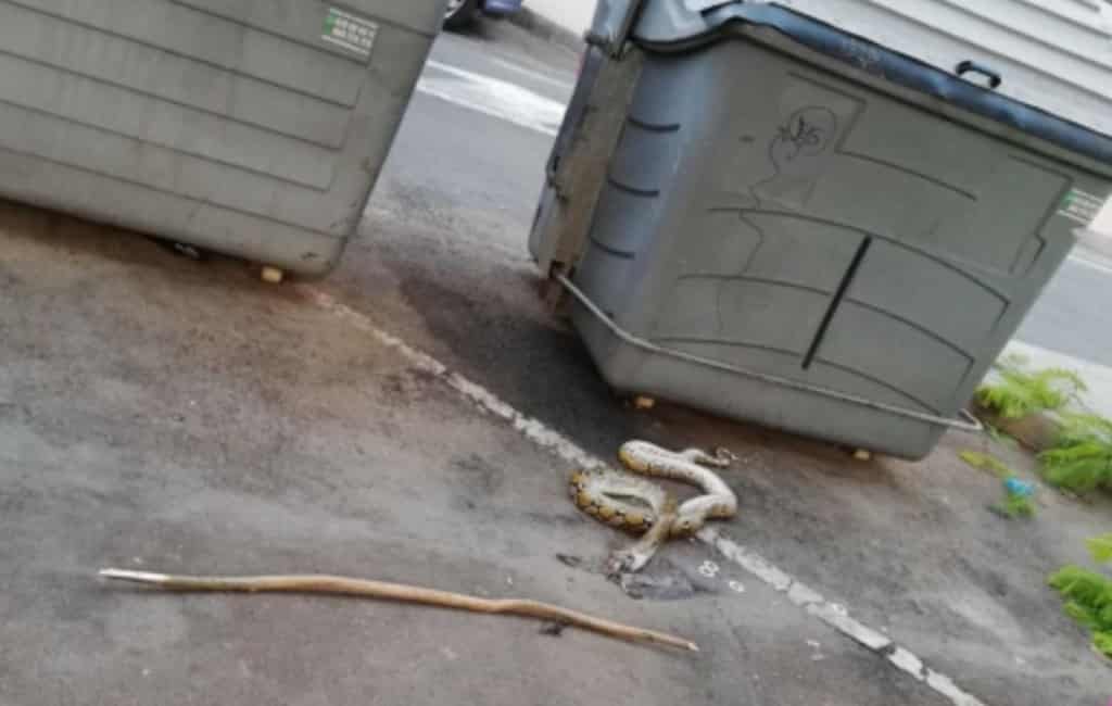 Dode python slang gevonden in Finestrat