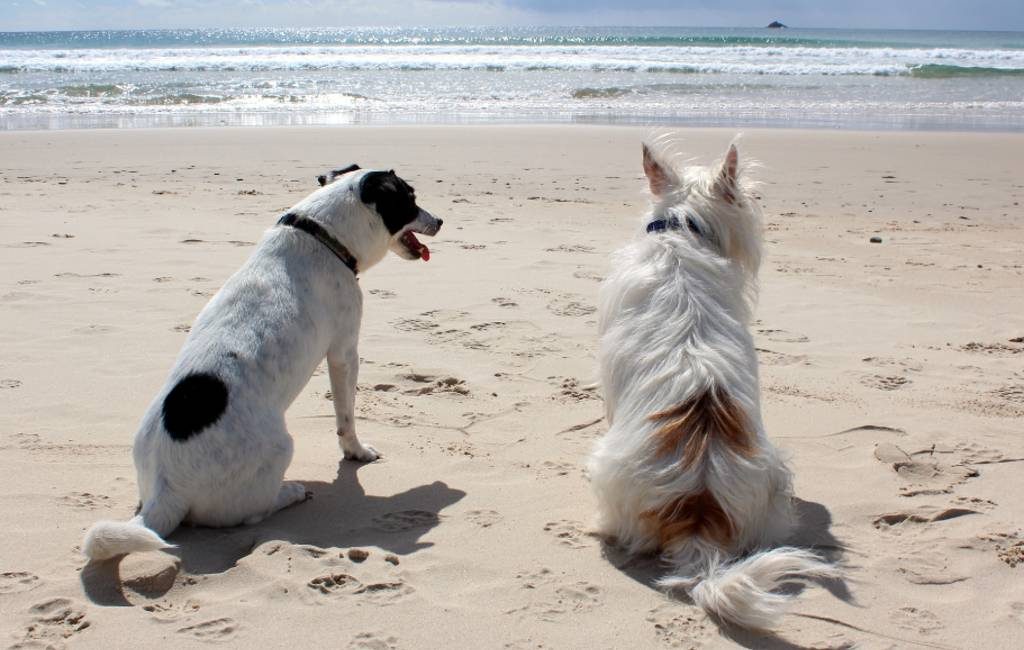 Honden niet meer welkom op de stranden in Spanje
