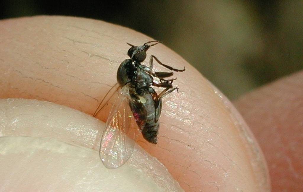 De opkomst van de “mosca negra” ofwel de kriebelmug in Spanje