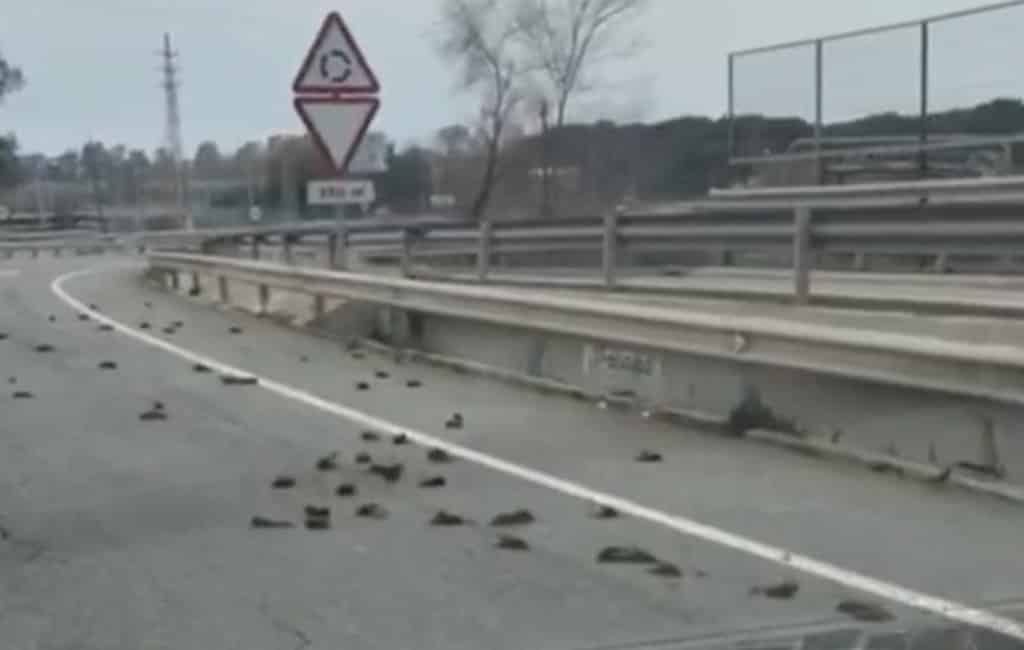 Dode vogels op de autoweg tussen Salou en Tarragona
