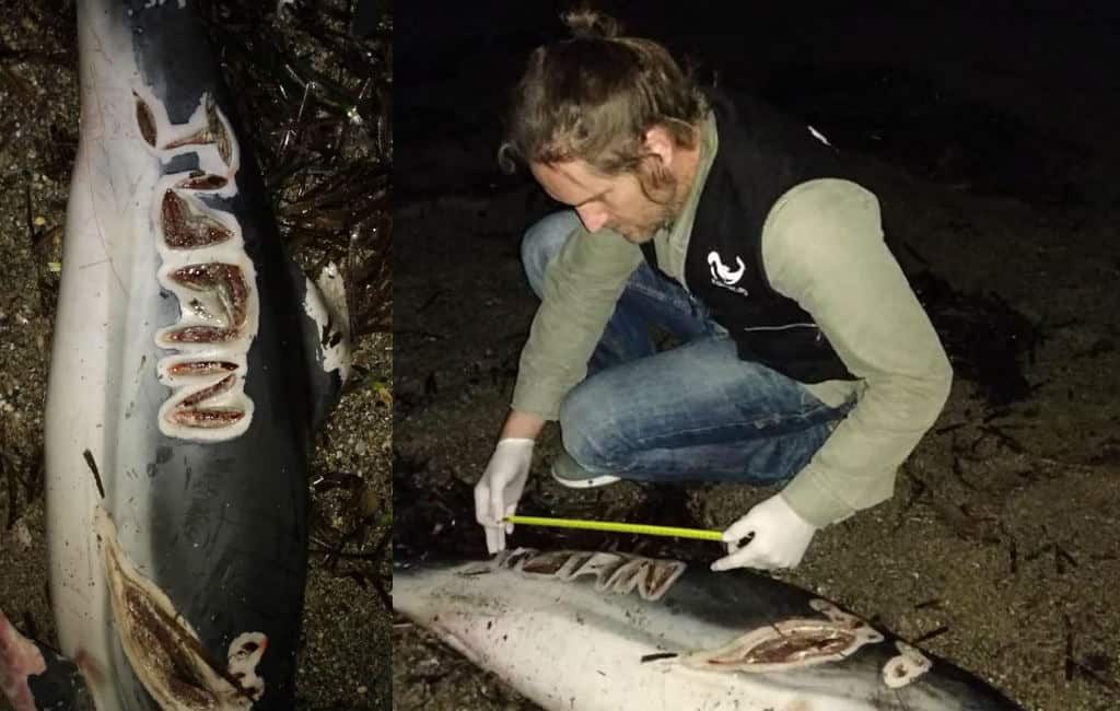 Dode dolfijn met een naam op het lichaam geschreven gevonden in Almería