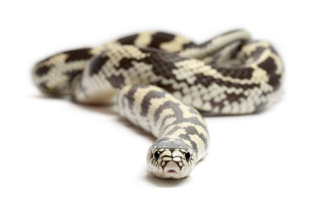 1.079 slangen gevangen op Gran Canaria in 2018
