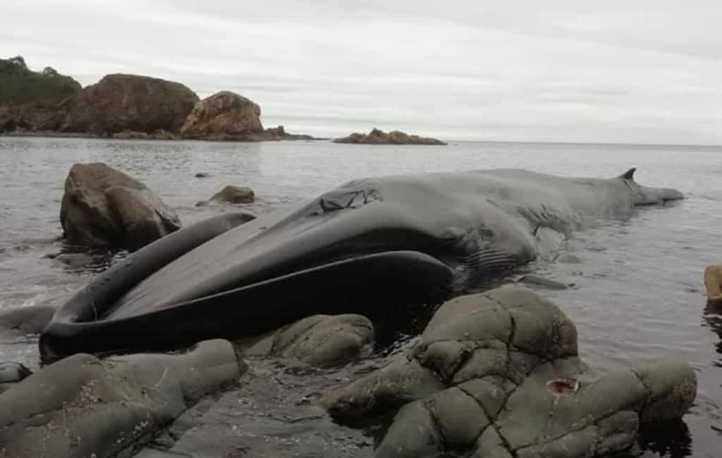 Levende walvis gevonden op de rotsen bij de kust in Asturië