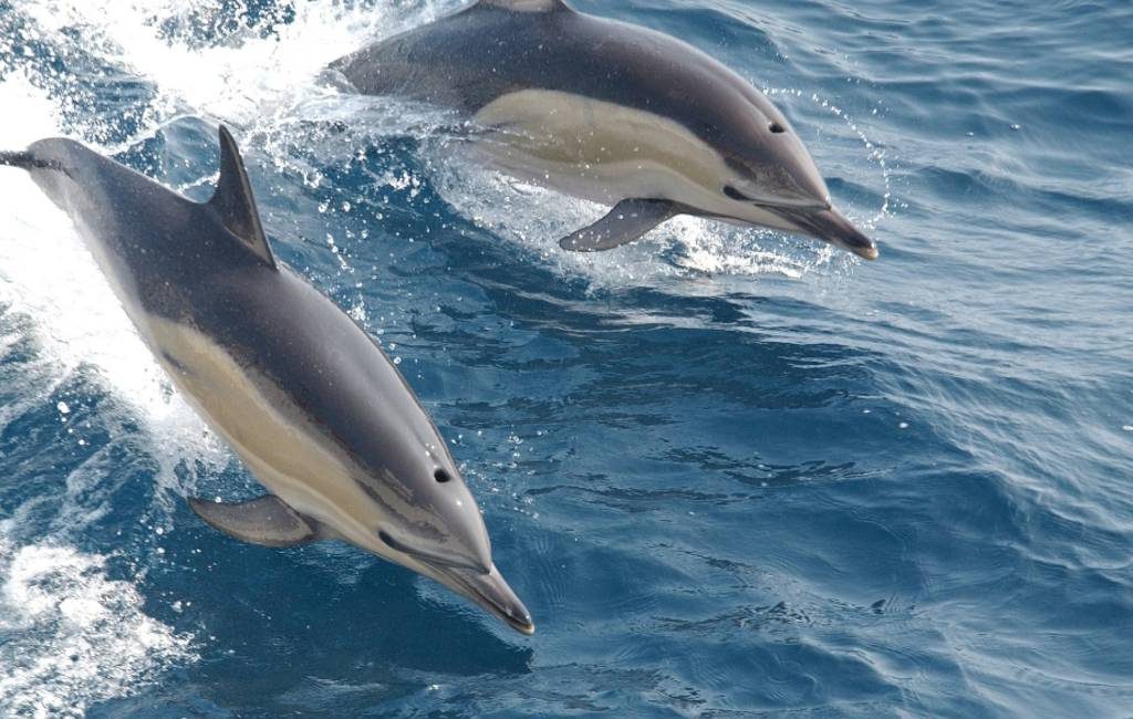 Het geluk van de Spaanse zanger David Bisbal: dolfijnen bij Almería