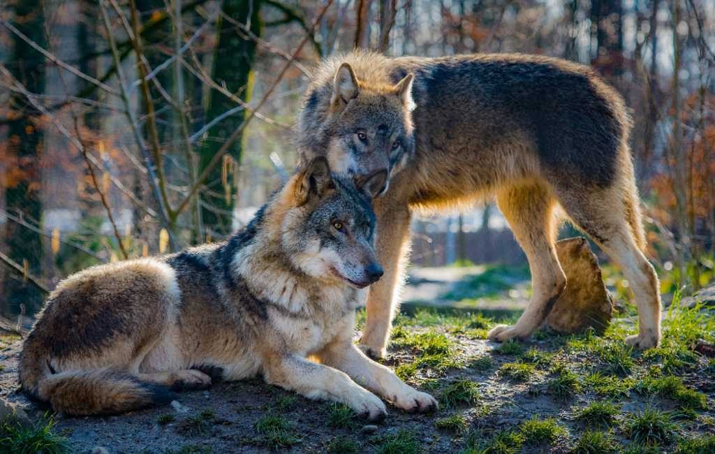 Castilië en León regio opent jacht op 340 wolven