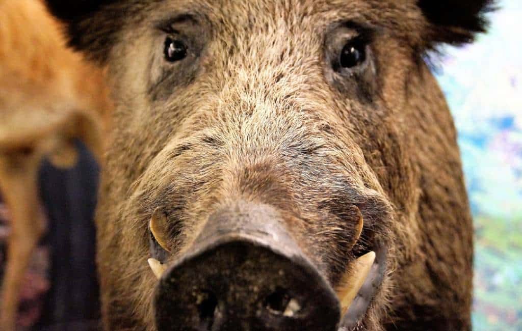 Aangeschoten wild zwijn verwondt uit wraak jager in Navarra
