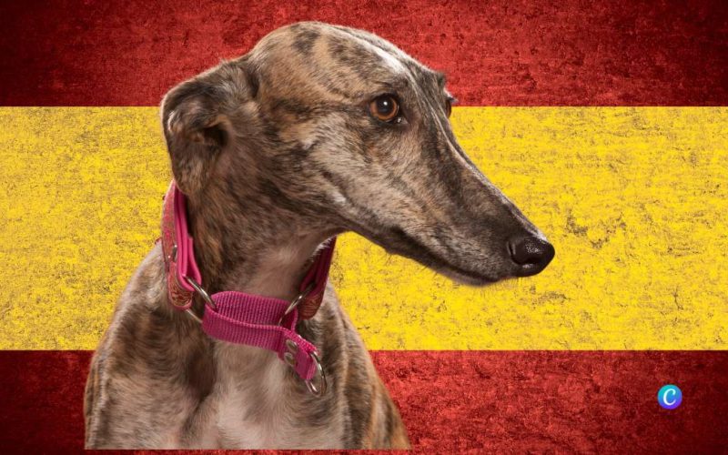 Wereld Galgo Dag: 50.000 jachthonden wacht een onzekere toekomst in Spanje