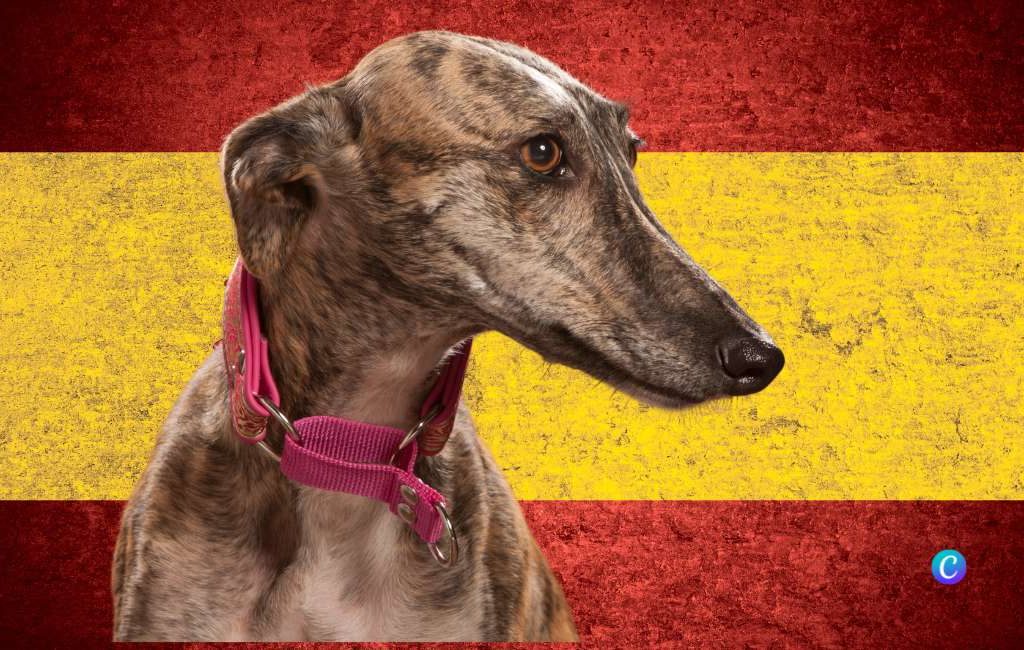 Wereld Galgo Dag: 50.000 jachthonden wacht een onzekere toekomst in Spanje