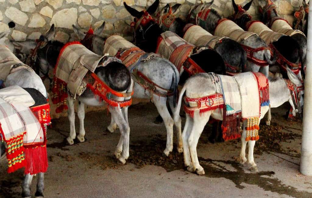 Dood ezel zorgt opnieuw voor problemen met ezel-taxi’s in Mijas