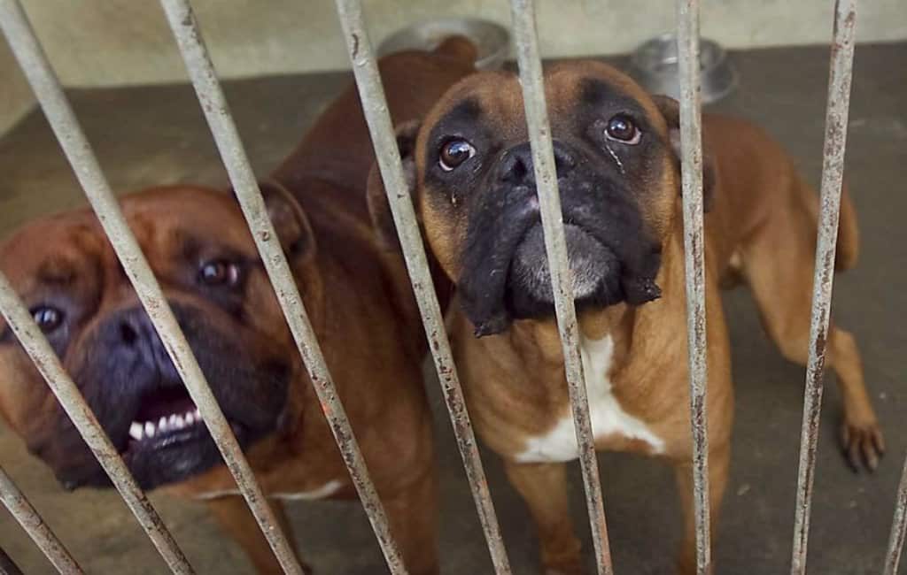 Vier maanden celstraf voor het verdrinken van honden in Spanje
