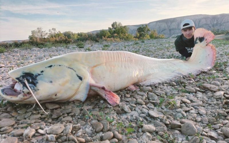 Zeldzame monsterlijke albino meerval van twee meter gevangen in Ebro-rivier